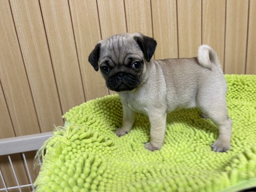 パグ 犬の販売・譲渡 5194 ☆ムチムチ可愛いパグの男の子です☆