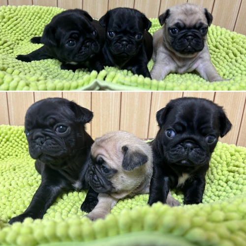 パグ 犬の販売・譲渡 5195 ☆可愛いパグの3姉妹です☆
