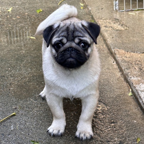 パグ 犬の販売・譲渡 5198 良血統の男の子です!