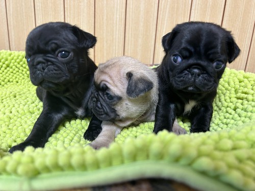 パグ 犬の販売・譲渡 5199 ☆全員ご家族が決まりました☆