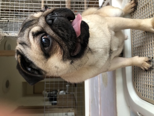 パグ 犬の販売・譲渡 5201 販売終了
