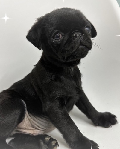 パグ 犬の販売・譲渡 5204 黒パグ兄弟