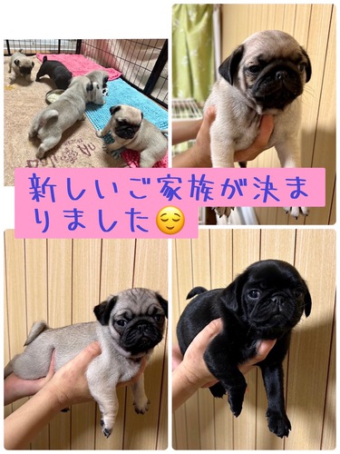 パグ 犬の販売・譲渡 5205 かわいいパグさん産まれました^_^