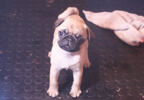 良血、コンパクトなパグっ子! 犬の販売 5214