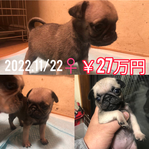 パグ 犬の販売・譲渡 5219 可愛い女の子