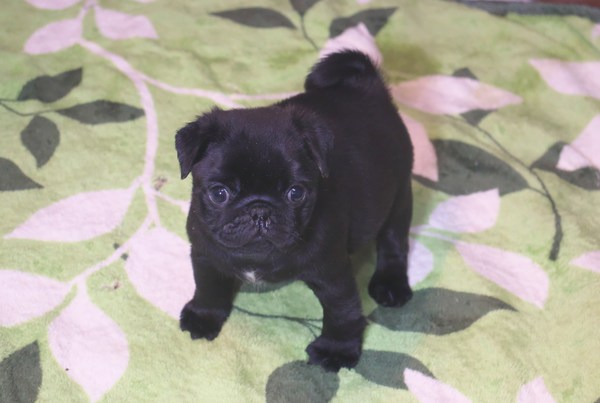 パグ 犬の販売・譲渡 5222 【パグ専門犬舎】最高傑作の黒パグです!