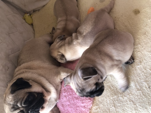 パグ 犬の販売・譲渡 5223 販売終了