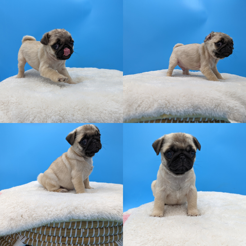 パグ 犬の販売・譲渡 5227 パパはJKCチャンピオン