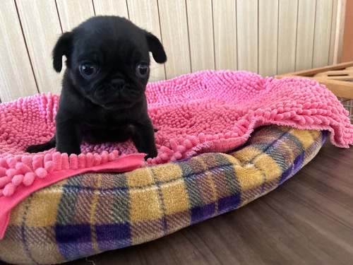 パグ 犬の販売・譲渡 5228 とっても可愛い黒パグさん☆