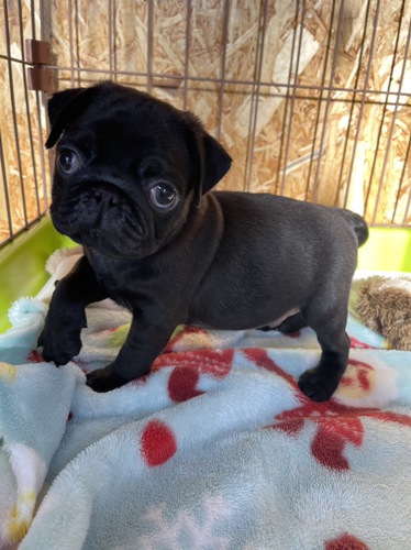 パグ 犬の販売・譲渡 5230 パグの男の子です。かなり価格下げてます。