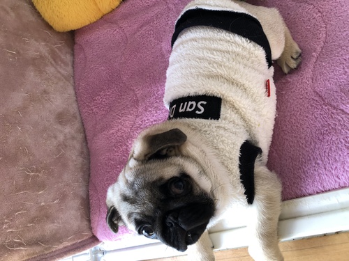パグ 犬の販売・譲渡 5236 販売終了