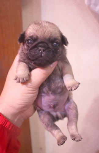 パグ 犬の販売・譲渡 5242 【早期割引中】チャンピオン直子!くりくりお目々