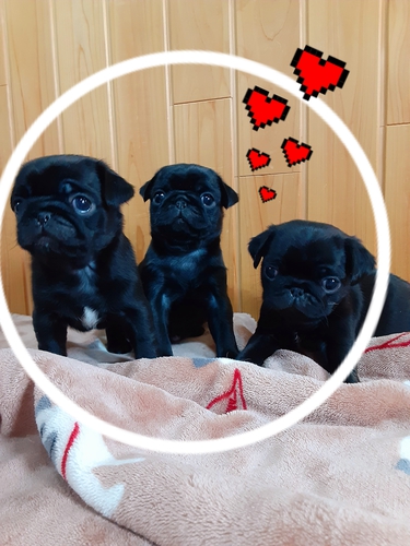 パグ 犬の販売・譲渡 5245 3月9日生 サンキュ〜べびちゃん(^o^)