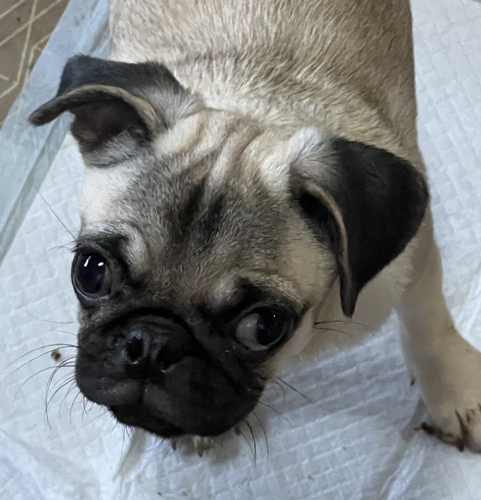 パグ 犬の販売・譲渡 5247 一歳のパグちゃん