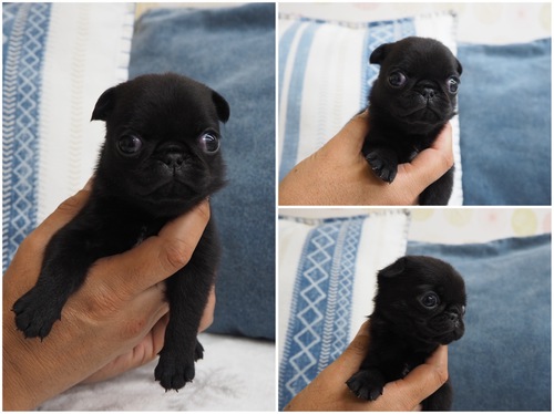 パグ 犬の販売・譲渡 5248 黒パグ女の子ご家族募集です
