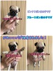 pO q T 肪Ƃ܂... 5249