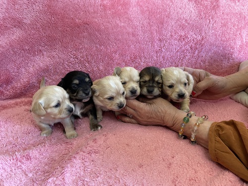パグ 犬の販売・譲渡 5250 チワックス値下げしました。