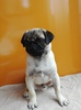 pO q T `sIq̃p... 5257