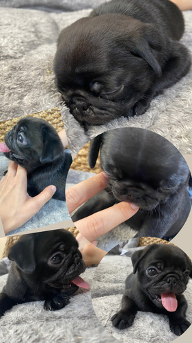 ブラックパグ 人懐っこく 可愛い 犬の販売 5258