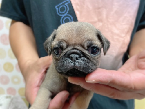 パグ 犬の販売・譲渡 5261 岐阜県よりご家族募集中です