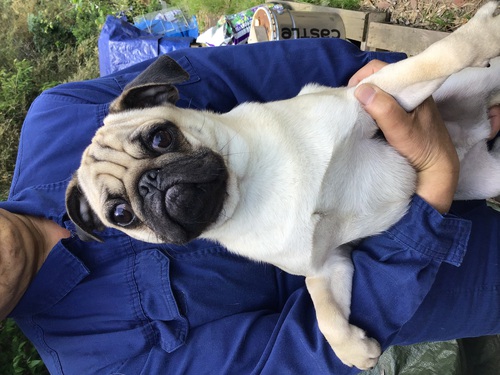 パグ 犬の販売・譲渡 5266 訳ありパグ君 保護犬