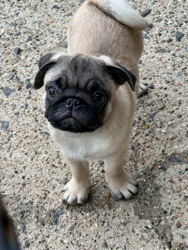 パグ 犬の販売・譲渡 5268 件名なし 子犬販売の情報