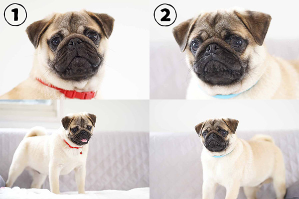 とっても可愛いパグ兄弟!! 犬の販売 5269
