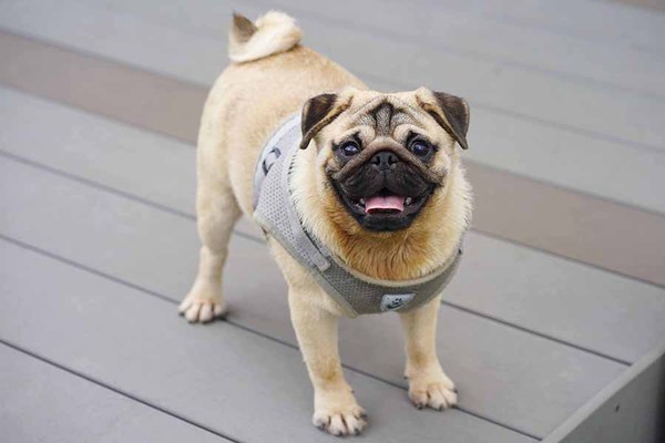 とっても可愛いパグ兄妹☆ 犬の販売 5273