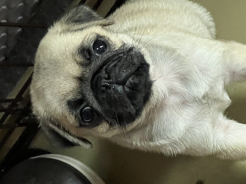 パグ 犬の販売・譲渡 5277 ナイスボディのコロコロちゃん