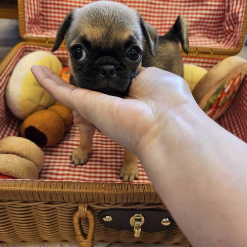 パグ 犬の販売・譲渡 5279 極小パグ