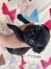 pO q T pO 5286