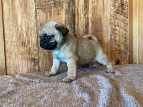 パグ 犬の販売・譲渡 5294 パグ JKCチャンピオン