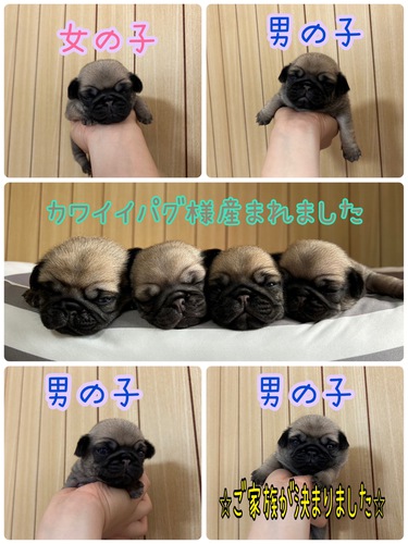 pO ̔̔En 5296 pOla^_^X^[gLy[