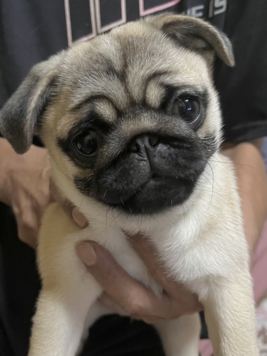 可愛い顔立ちで良血統健康なパグちゃん 犬の販売 5305