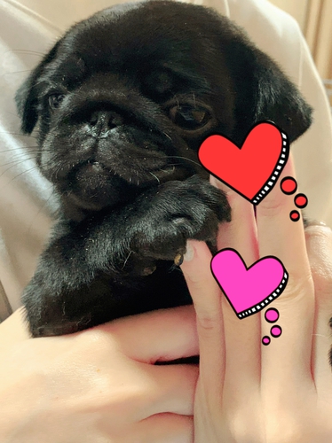 パグ 犬の販売・譲渡 5310 もうすぐ3ヶ月だよ(^o^)