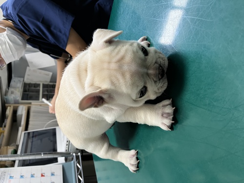 パグ 犬の販売・譲渡 5315 元気で可愛い6匹姉妹です