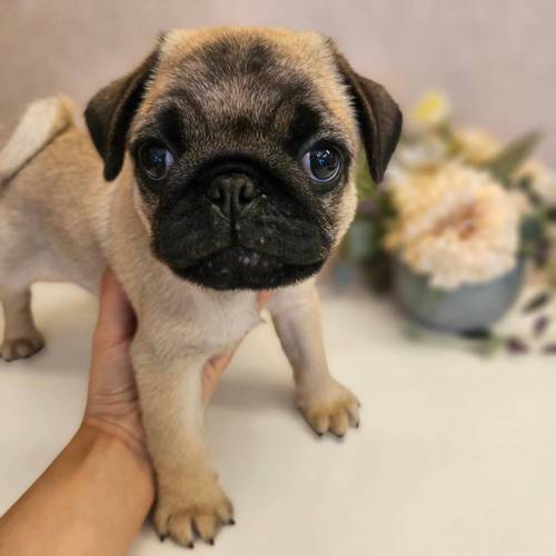 パグ 犬の販売・譲渡 5322 小ぶりなサイズです
