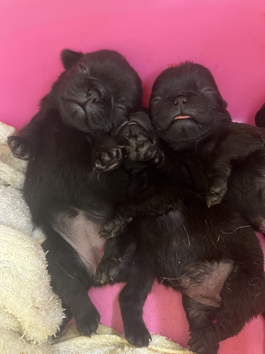 パグ 犬の販売・譲渡 5323 黒パグの兄妹