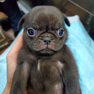 パグ 犬の販売・譲渡 5327 むっちむちコロコロのパグちゃん誕生です!!