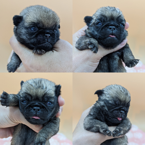パグ 犬の販売・譲渡 5337 可愛い子達です。