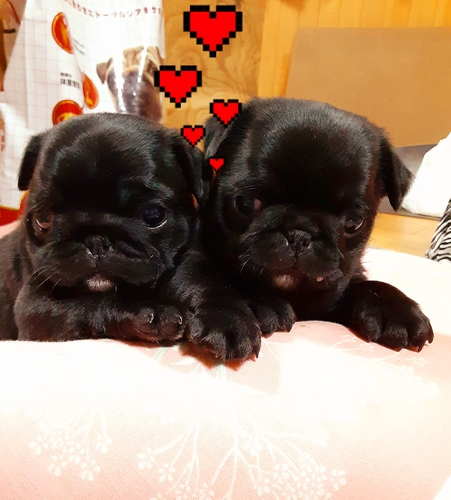 パグ 犬の販売・譲渡 5341 ふたごちゃん〜\(^-^)/