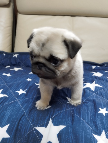 パグ 犬の販売・譲渡 5344 丸々して可愛い子です♪