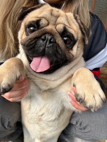 パグ 犬の販売・譲渡 5346 お顔の可愛い3歳の男の子♪