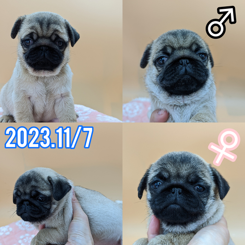 パグ 犬の販売・譲渡 5352 スクスク育っています。
