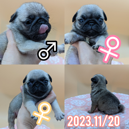 パグ 犬の販売・譲渡 5353 パパJKCチャンピオン