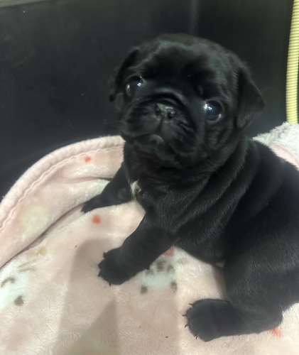 パグ 犬の販売・譲渡 5357 メチャクチャ可愛いです。