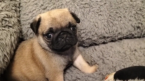 パグ 犬の販売・譲渡 5364 小柄なパグ男の子 優良血統、遺伝子検査済み