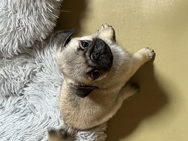 決まりました。 犬の販売 5367