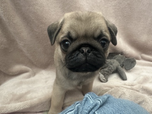 パグ 犬の販売・譲渡 5370 パグの女の子 男の子