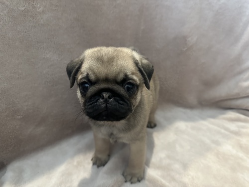 パグ 犬の販売・譲渡 5374 可愛い丸いお顔の男の子
